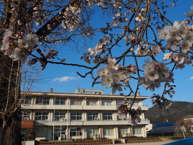 桜の校舎